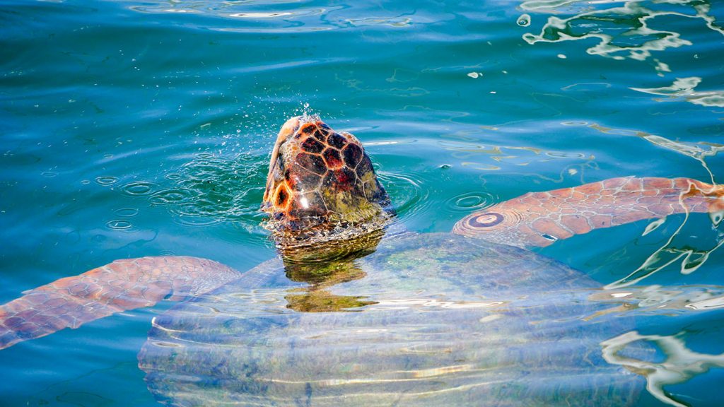 żółw caretta caretta